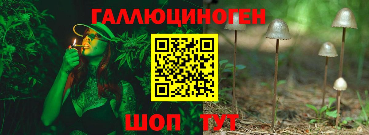 Галлюциногенные грибы Psilocybe Новороссийск